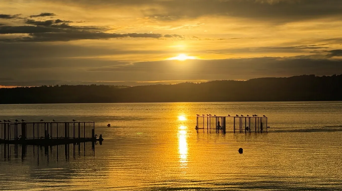 Möwen auf den Stegen im goldenen Abendlicht am Kummerower See